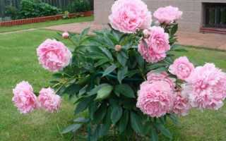Пион — Peony Сорт «Сара Бернар* » — «Sarah Bernardt»