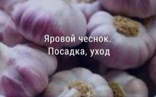Какой чеснок больше подойдет для посадки — озимый или яровой. Основные отличия