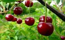 Вишня ашинская: описание и характеристика сорта