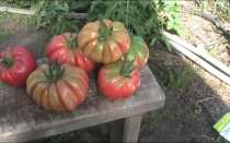 Томат Грибное лукошко: описание и характеристика сорта, фото, отзывы, урожайность