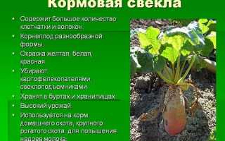 Выращивание и уход за кормовой свеклой в открытом грунте, видео