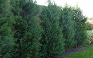 Можжевельник скальный Блю Хевен (Juniperus scopulorum Blue Heaven)