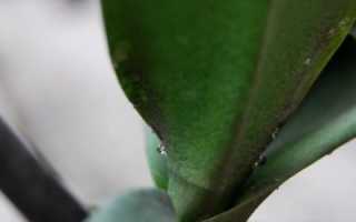 Липкие капли на орхидее: что это значит и почему они появляются