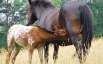 Как часто рожают лошади