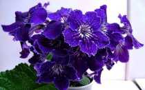 Стрептокарпус: размножение листом, выращивание из семян, уход и содержание дома