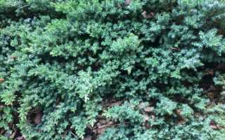 Можжевельник чешуйчатый Майери Juniperus squamata Meyeri