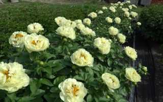 Пион Лемон Шиффон (Paeonia Lemon Chiffon)