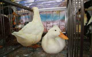 Правильно содержим уток в поликарбонатной теплице в зимнее время