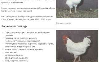 Уникальные породы кур, которые поразят ваше воображение