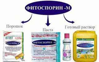 Полив растений фитоспорином – как его правильно разводить