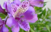 Выбираем сорта альстромерии для своего сада