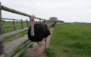 Как убивают страусов на фермах