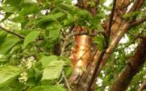 Черёмуха краснолистная сорта. Описание и применение необычного сорта черемухи Колората