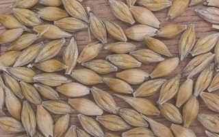 Морфологические и биологические особенности ячменя