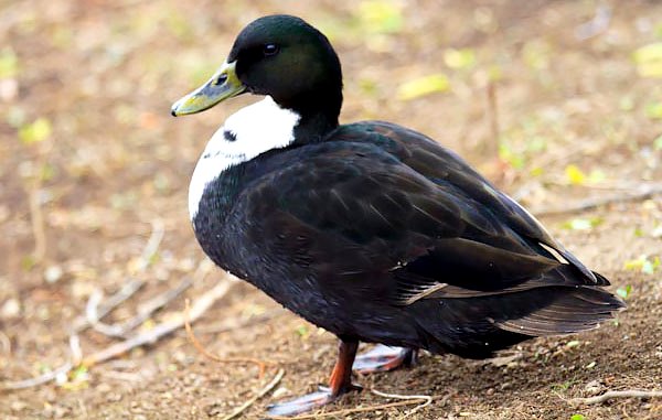 Черная белогрудая порода уток