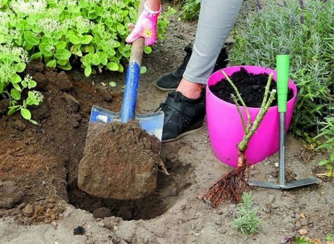 Цветет, красива и пышна: все о выращивании чайной розы