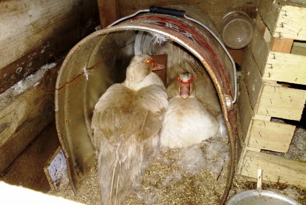 Гнездо из ящиков и ведра