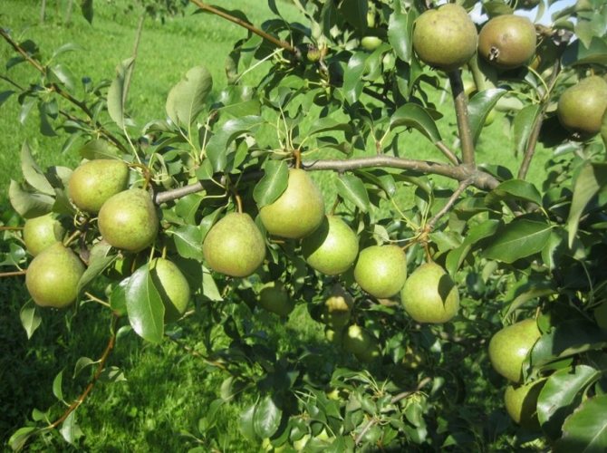 Груша Белорусская поздняя