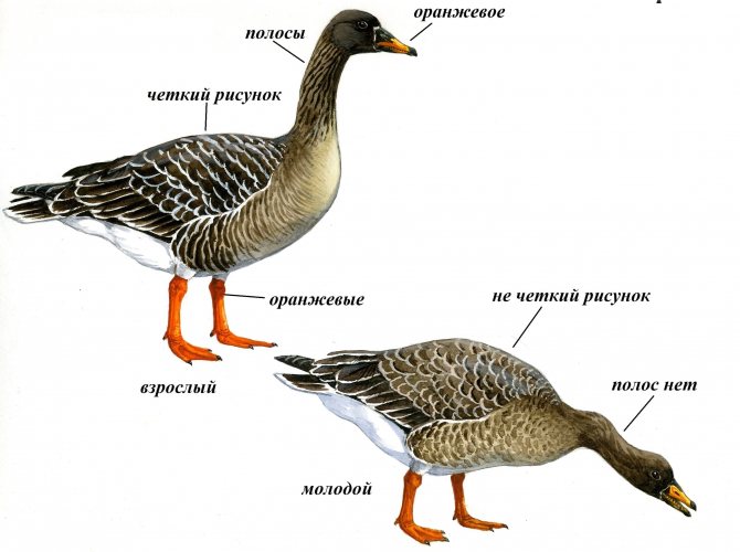 ГУМЕННИК