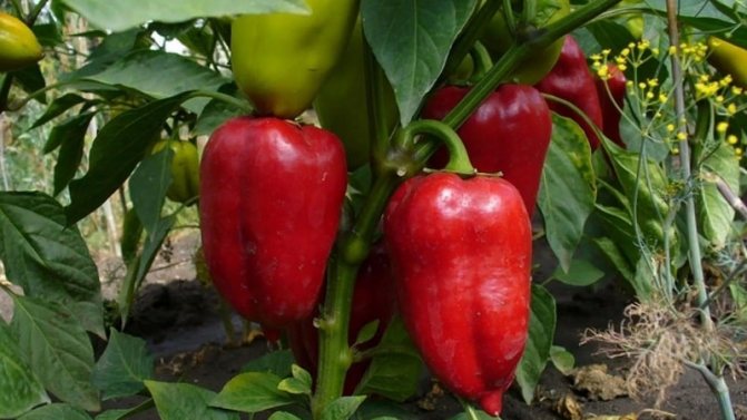 'Идеальный на вид и потрясающий на вкус перец 