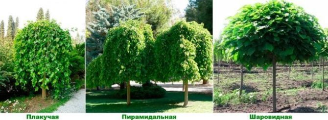 как вырастить шелковицу