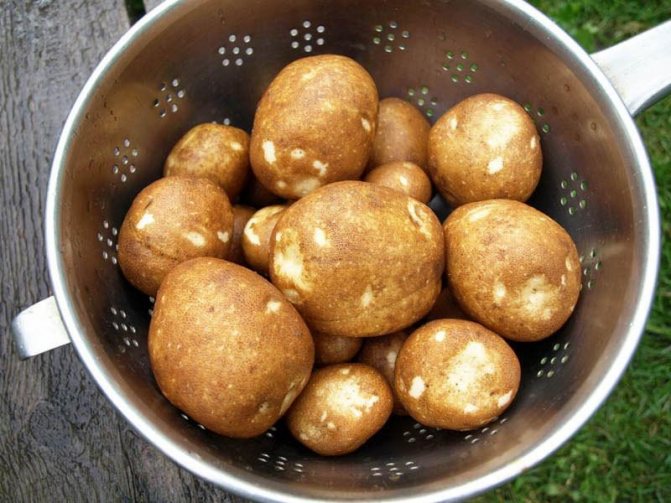 картофель киви