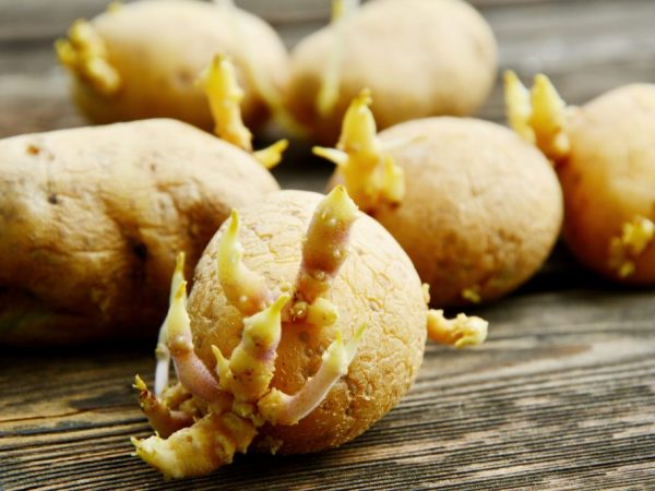 Клубни для посадки должны быть здоровыми