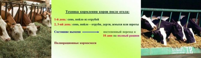 Кормление коровы после отела