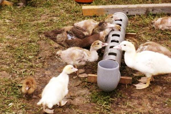 Кормушка для утят из трубы