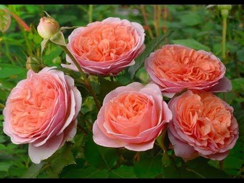 красивые розы