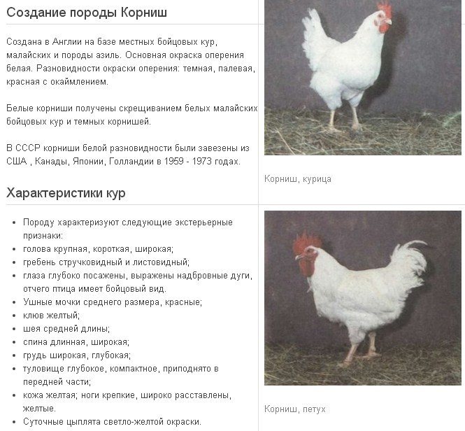 Курочка и петух