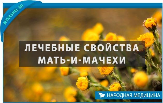 Лечебные свойства мать и мачехи