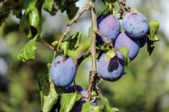 Можно ли и как вырастить сливу из косточки в домашних условиях?