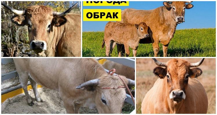 не нуждаются в дополнительном уходе.