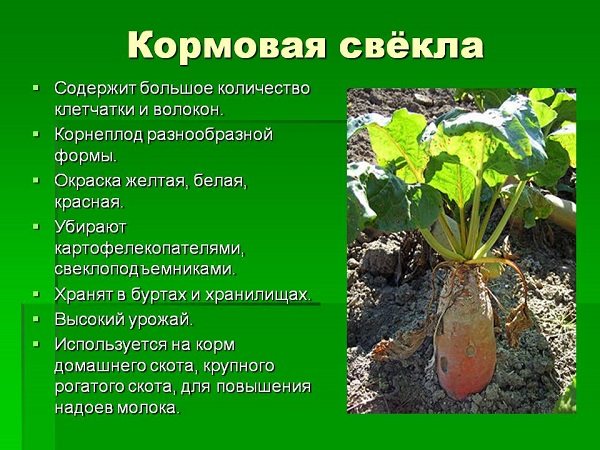 Описание и характеристика кормовой свеклы