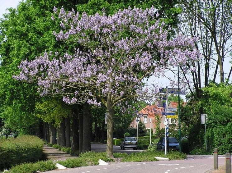 Павловния в городском ландшафте фото
