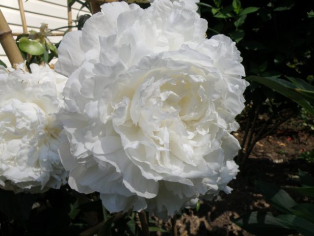 Пион Сара Бернар (Sarah Bernhardt): фото и описание