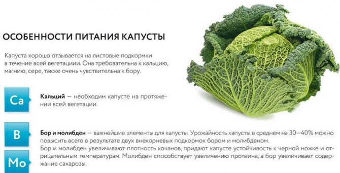 Подкормка капусты