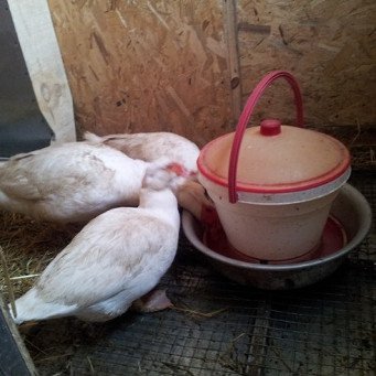 Поилка для уток из ведра и таза