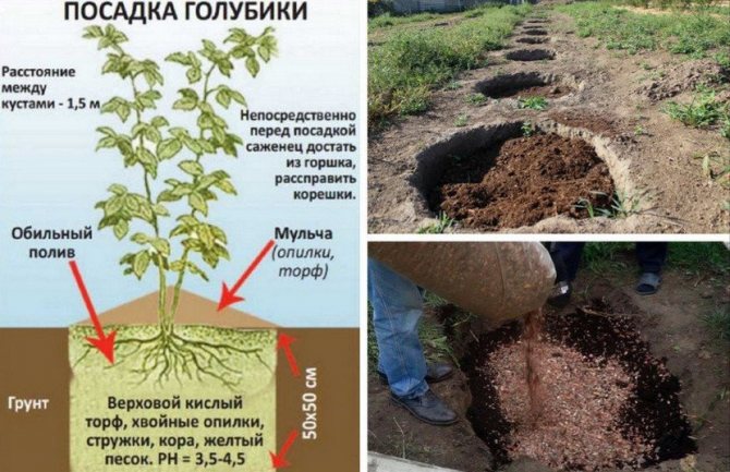 Посадка голубики