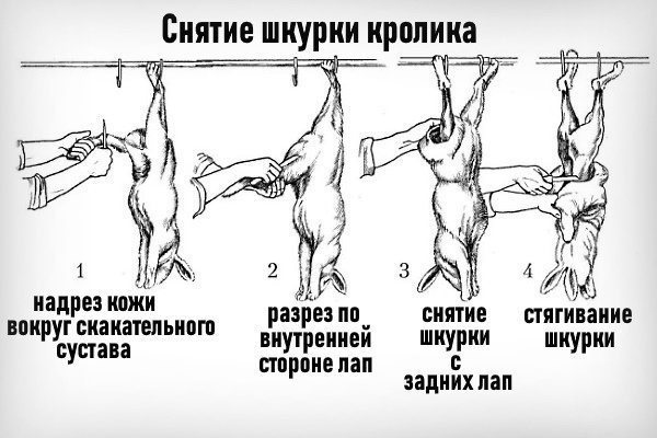 Правила снятие шкурки с кролика