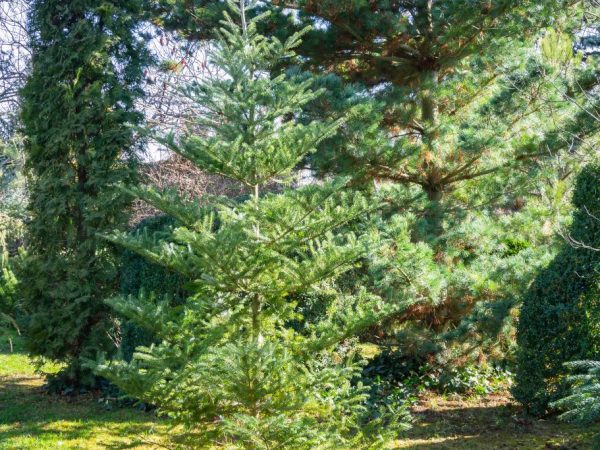 При хорошем уходе растение болеет редко