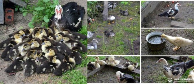 Разведение уток в домашних условиях