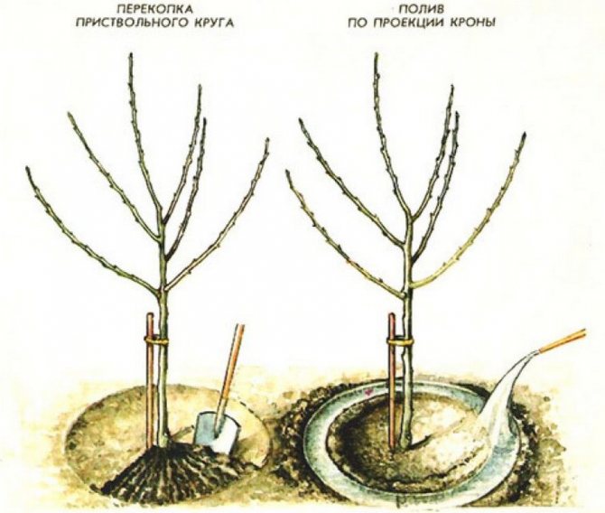 Схема полива груши