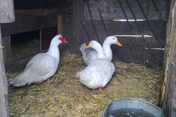 Содержание уток на подстилке из соломыСодержание уток на подстилке из соломы