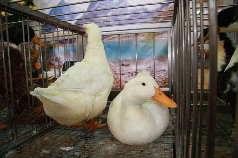 Содержание уток в домашних условиях