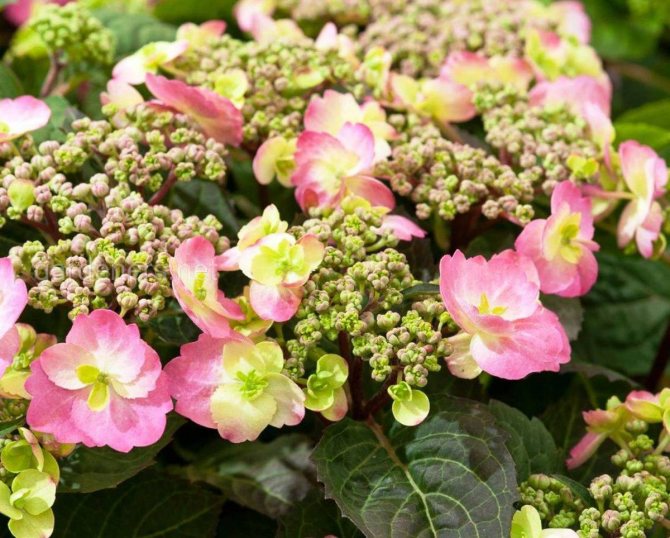 Сорт гортензии Cotton Candy