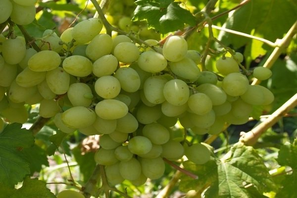 сорт винограда ландыш