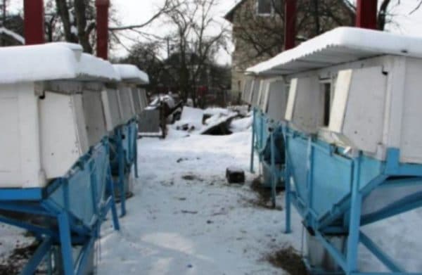 Выбор варианта для содержания питомцев нужно основывать на специфике породы животных,