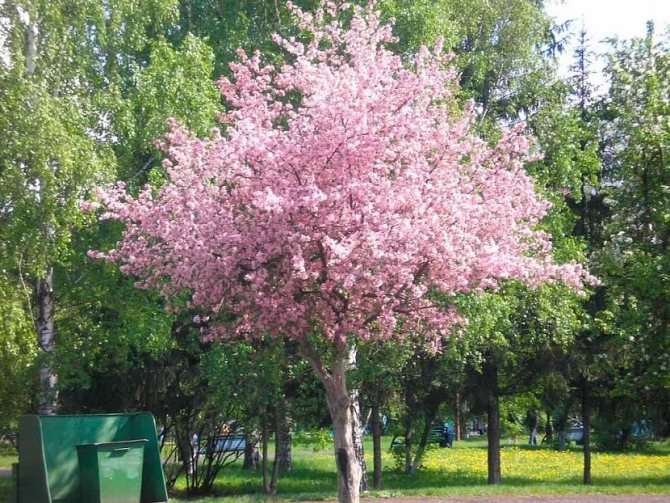 Яблони Маковецкого